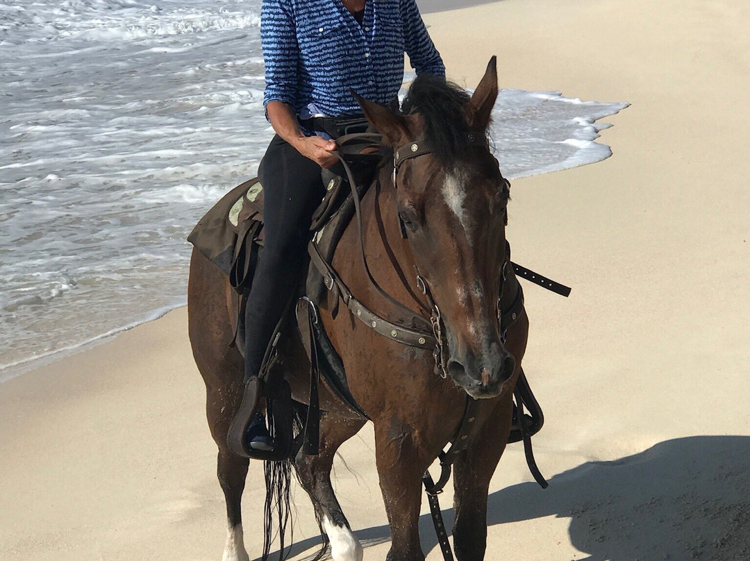 Bermuda's Best Horse Trail Rides and Horses-Warwick Parish必去景点