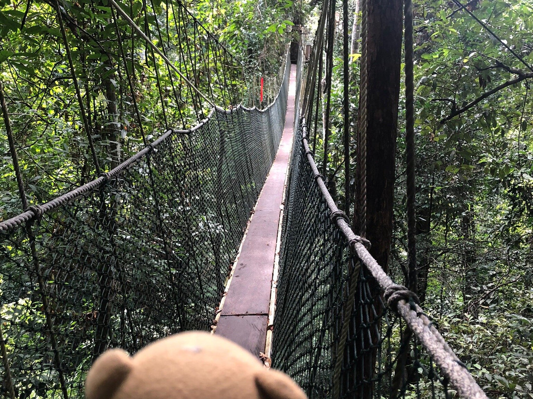 Taman Negara Canopy Walkway景点图片