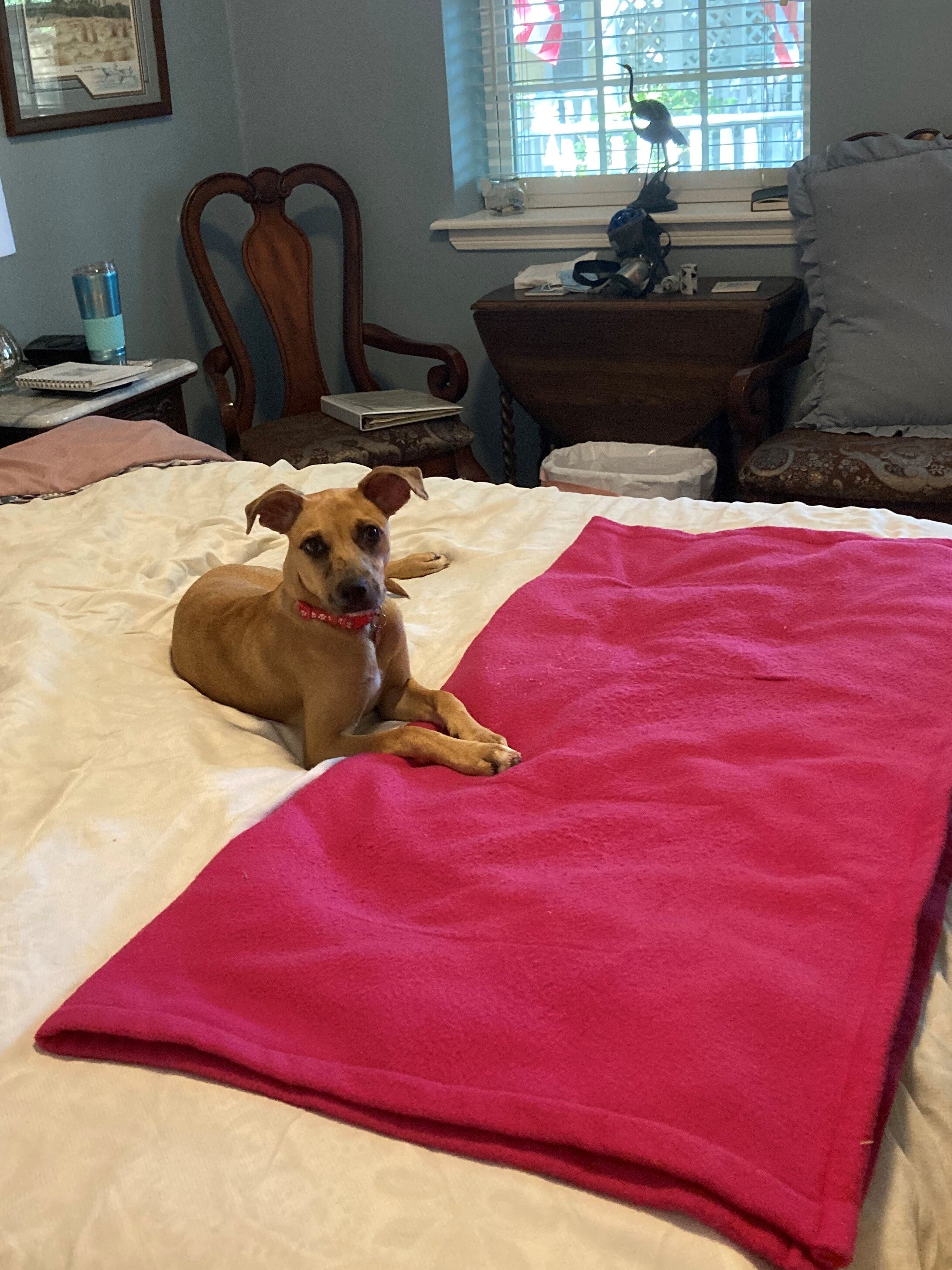 Pomegranate House & Cottages B&B-官方