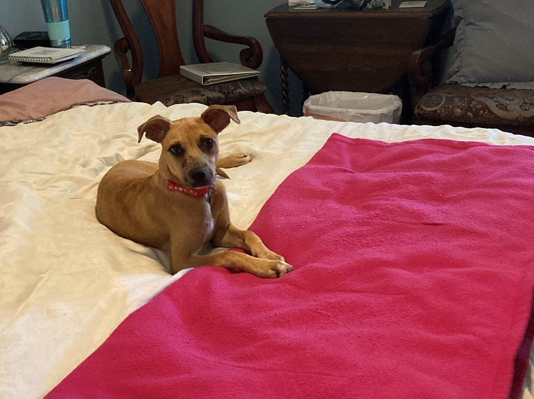 Pomegranate House & Cottages B&B主图