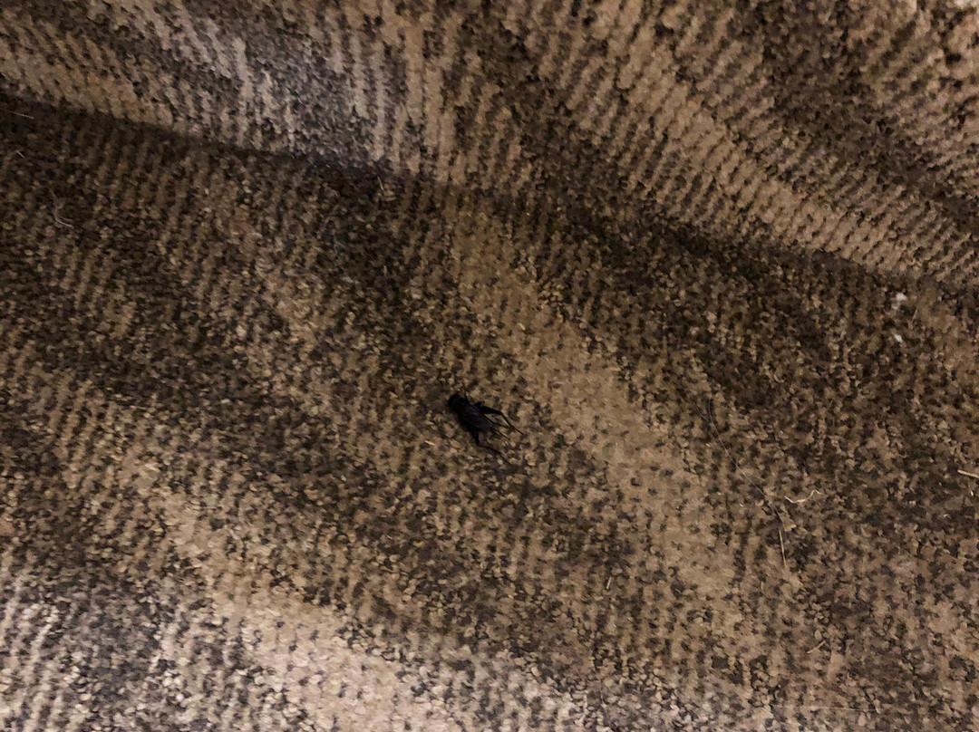 La Quinta Inn & Suites by Wyndham Glen Rose主图