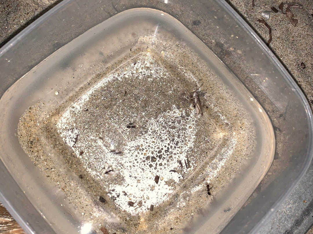 Entu Beach Bar-Castiadas必去景点