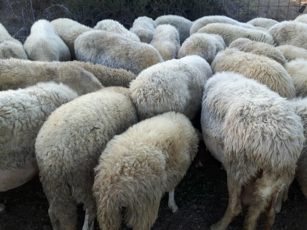 Azienda Agricola Casearia Regali Rurali景点图片
