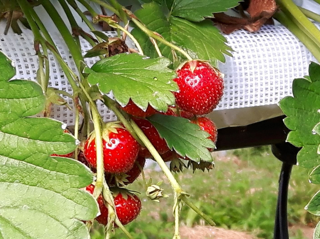 Belhaven Fruit Farm-Dunbar必去景点