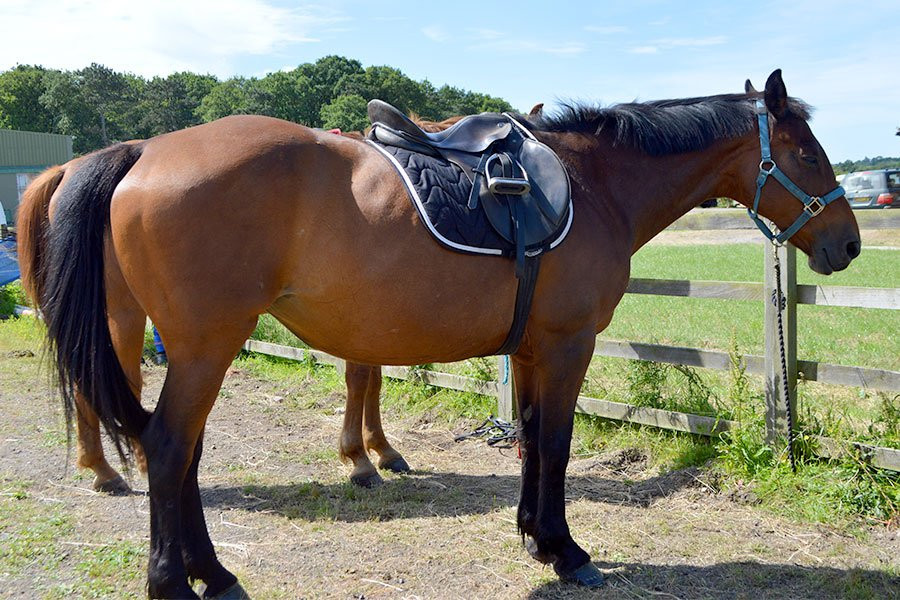 Maria's Horse Trekking-Lysos必去景点
