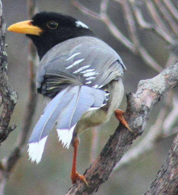 Dzongri Goechala-Yuksom必去景点