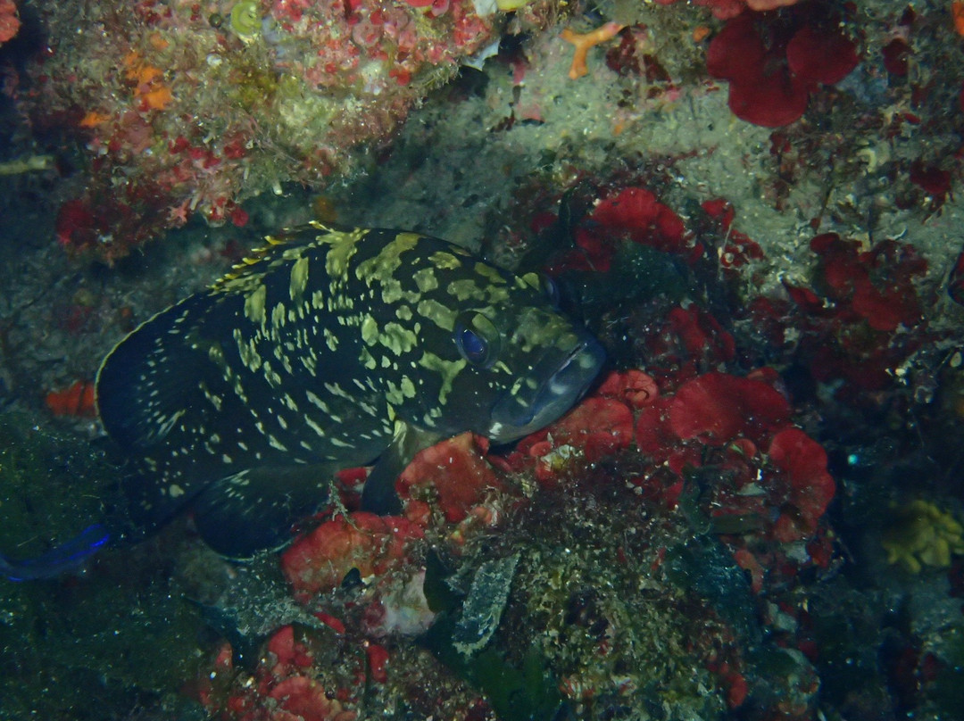 Spiro Sub Diving Elba景点图片
