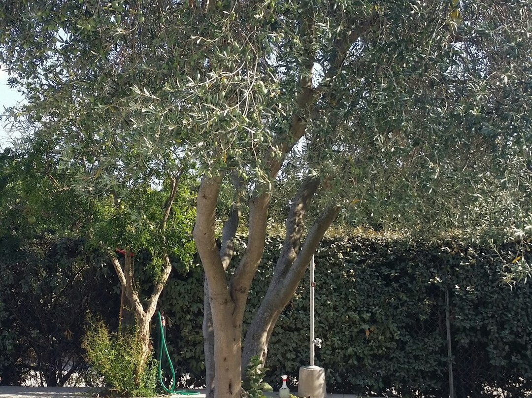 Agriturismo Villa Trieste主图