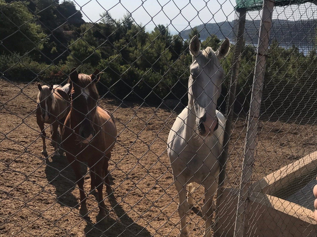 Gregs Spetses Horses-斯派采必去景点