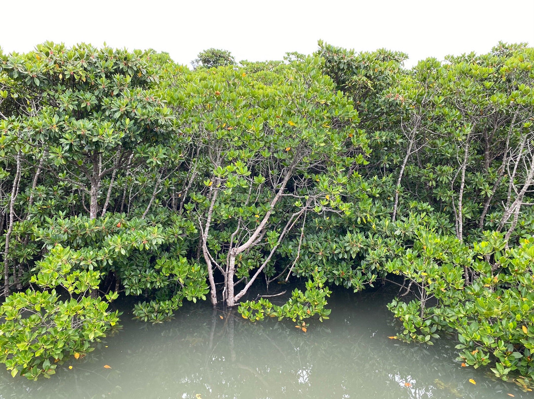 Shimajiri Mangrove Forests景点图片