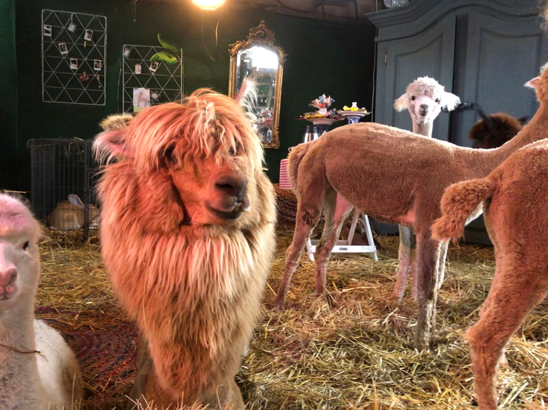 Alpaca Boerderij-Lemelerveld必去景点