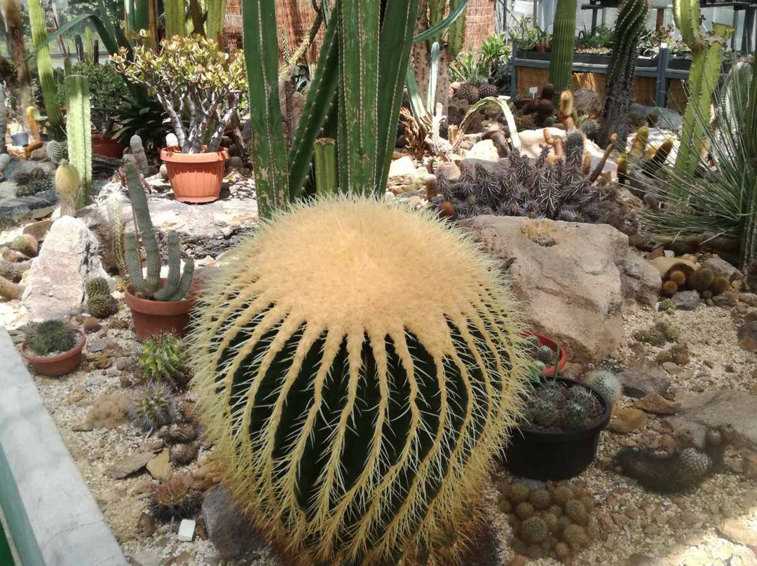 Cacti Pavilion-Rogaska Slatina必去景点