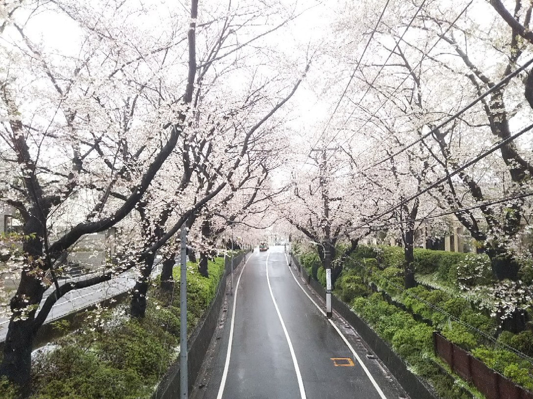 桜坂-大田区必去景点