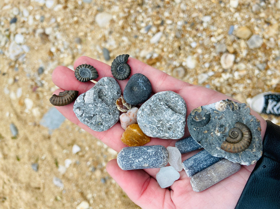 Fossilwalks景点图片
