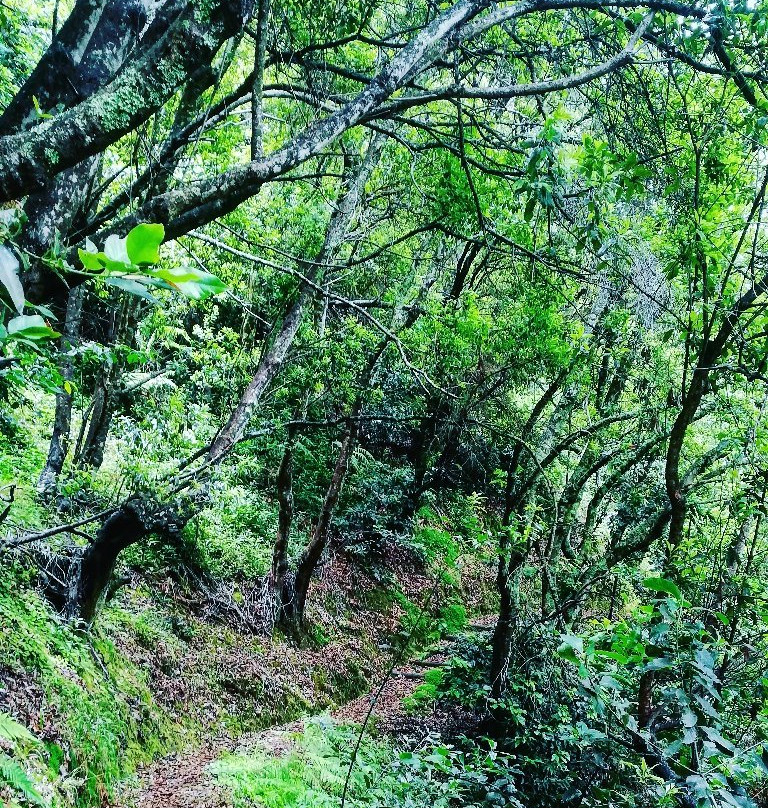 Levada do Castelejo景点图片