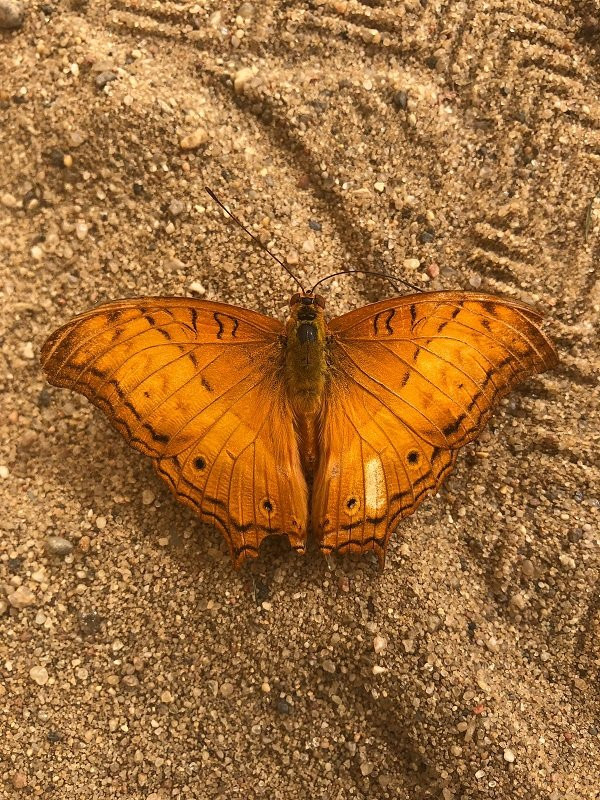 Motylarnia Wladyslawowo景点图片