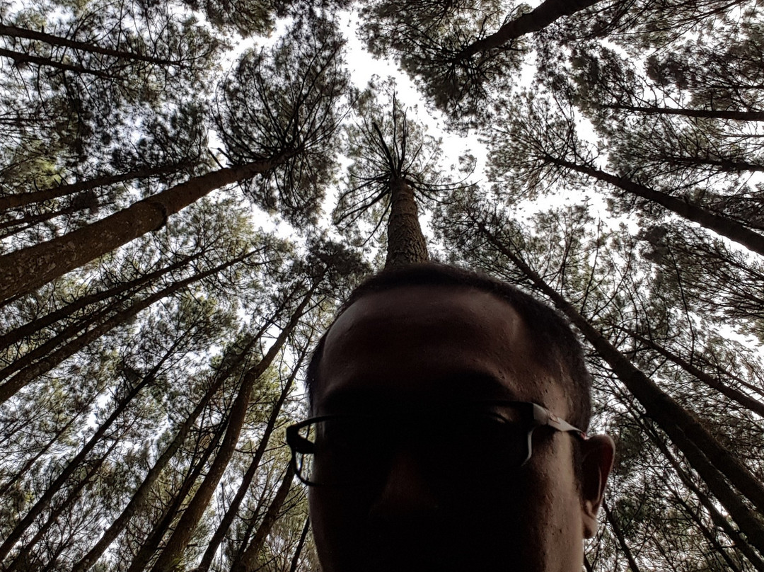 Imogiri Pine Forest-Imogiri必去景点