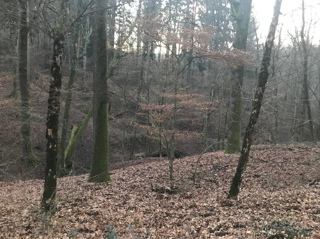 Parco dei Boschi di Carrega景点图片