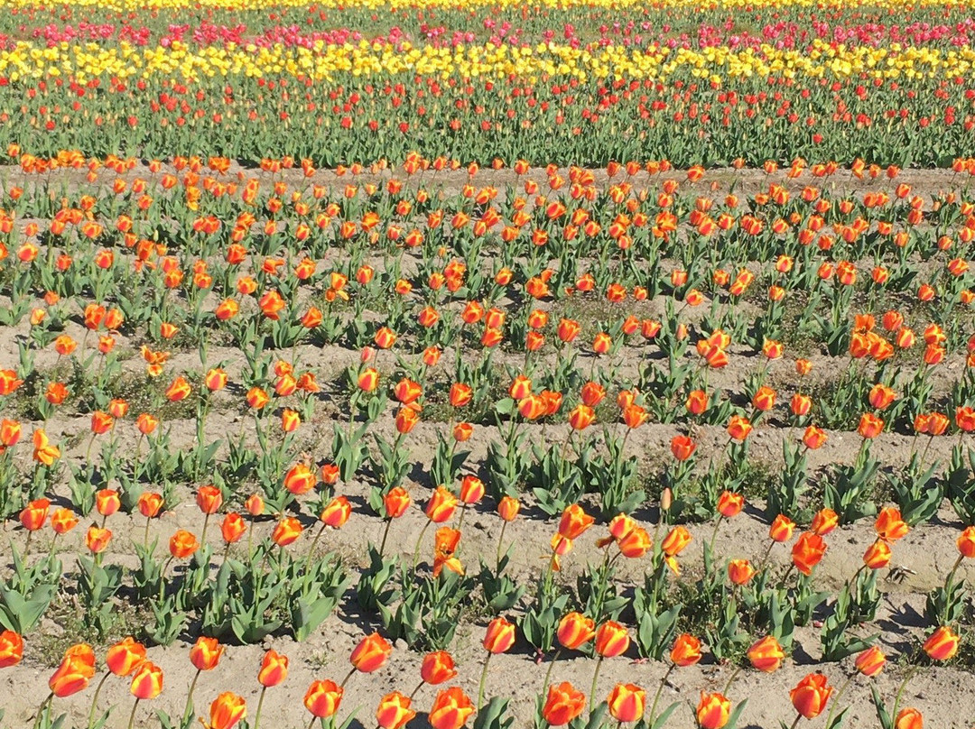 Negaramimae Paddy-羽村市必去景点