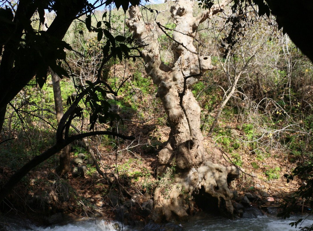 Banias Nature Reserve景点图片
