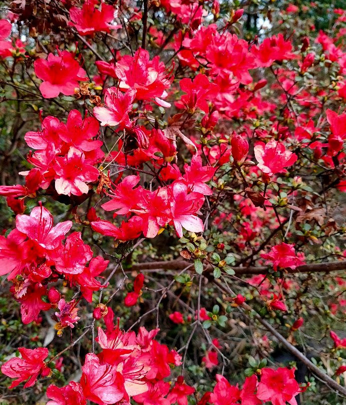 Mt. Tenran-饭能市必去景点