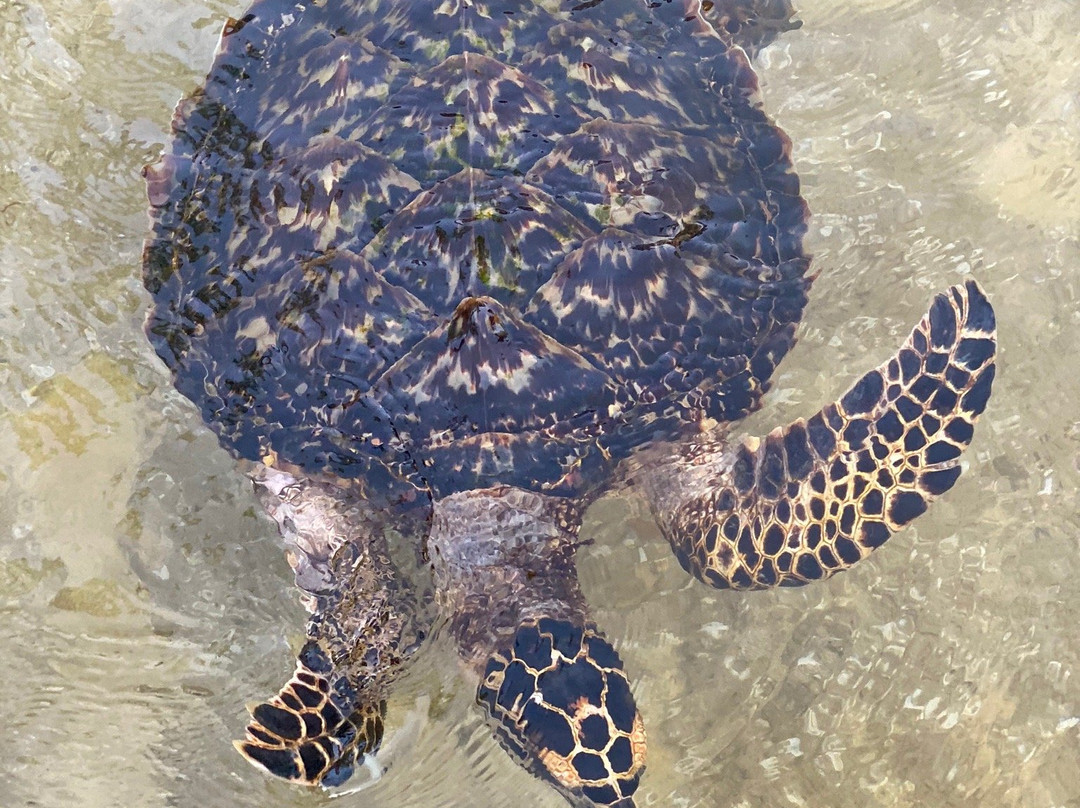 The Reef Vanuatu Zoological-Eratap必去景点