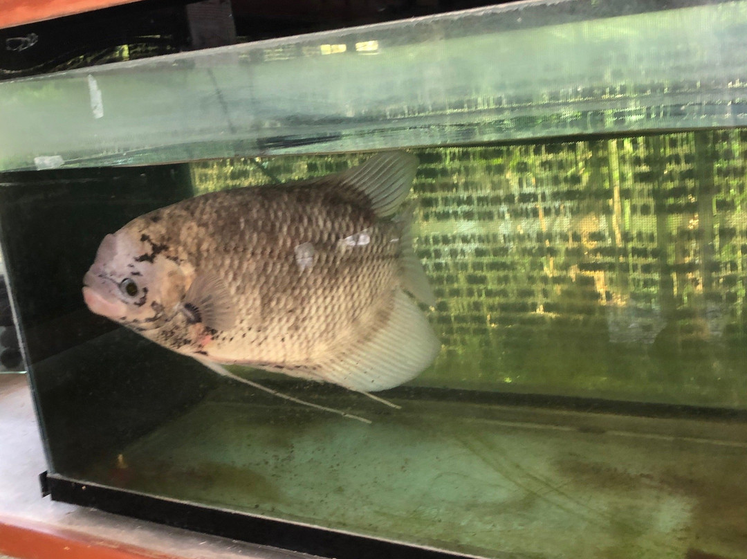 Siamese Fighting Fish Gallery-帕巴登必去景点