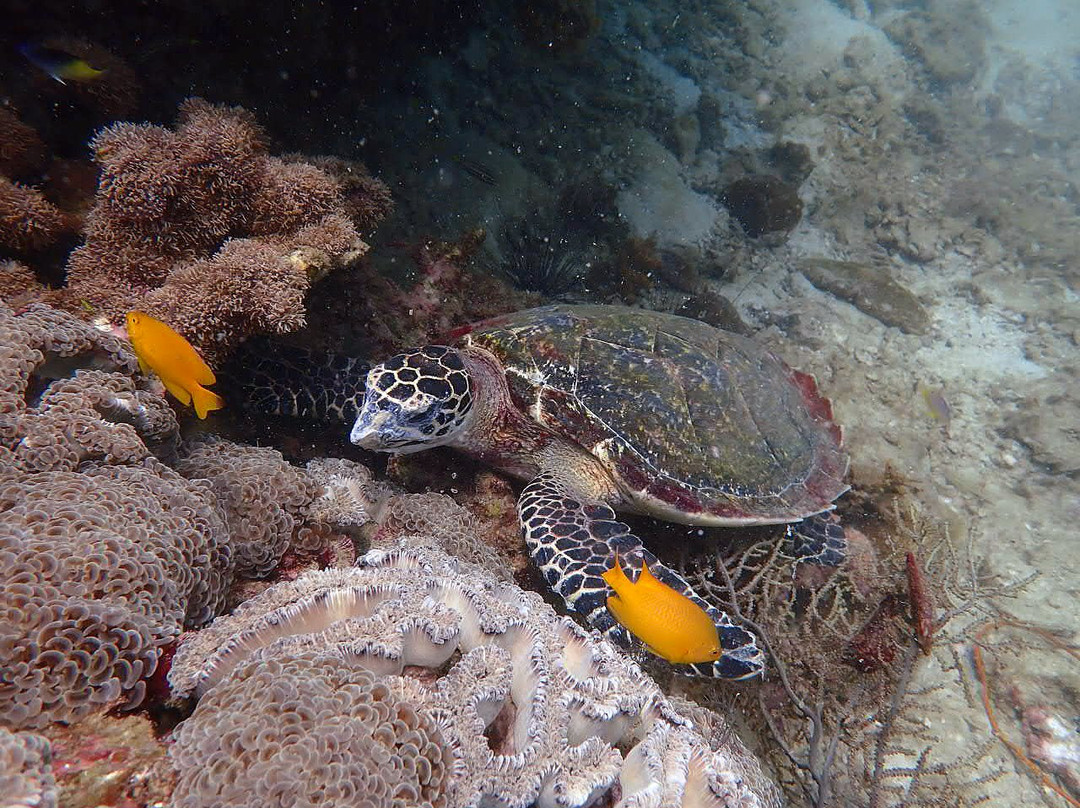 皮皮岛浮潜-大皮皮岛必去景点