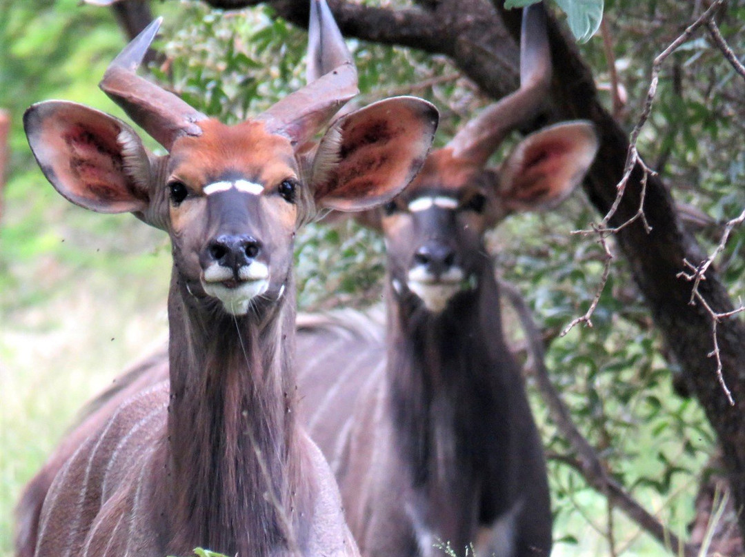 Harties Horse Trail Safaris-哈特比斯普特必去景点