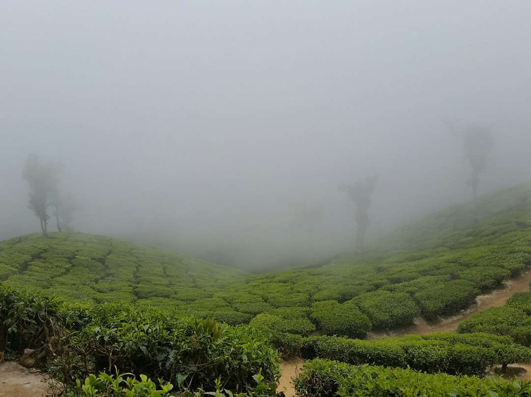 Top Station View Point-Theni必去景点