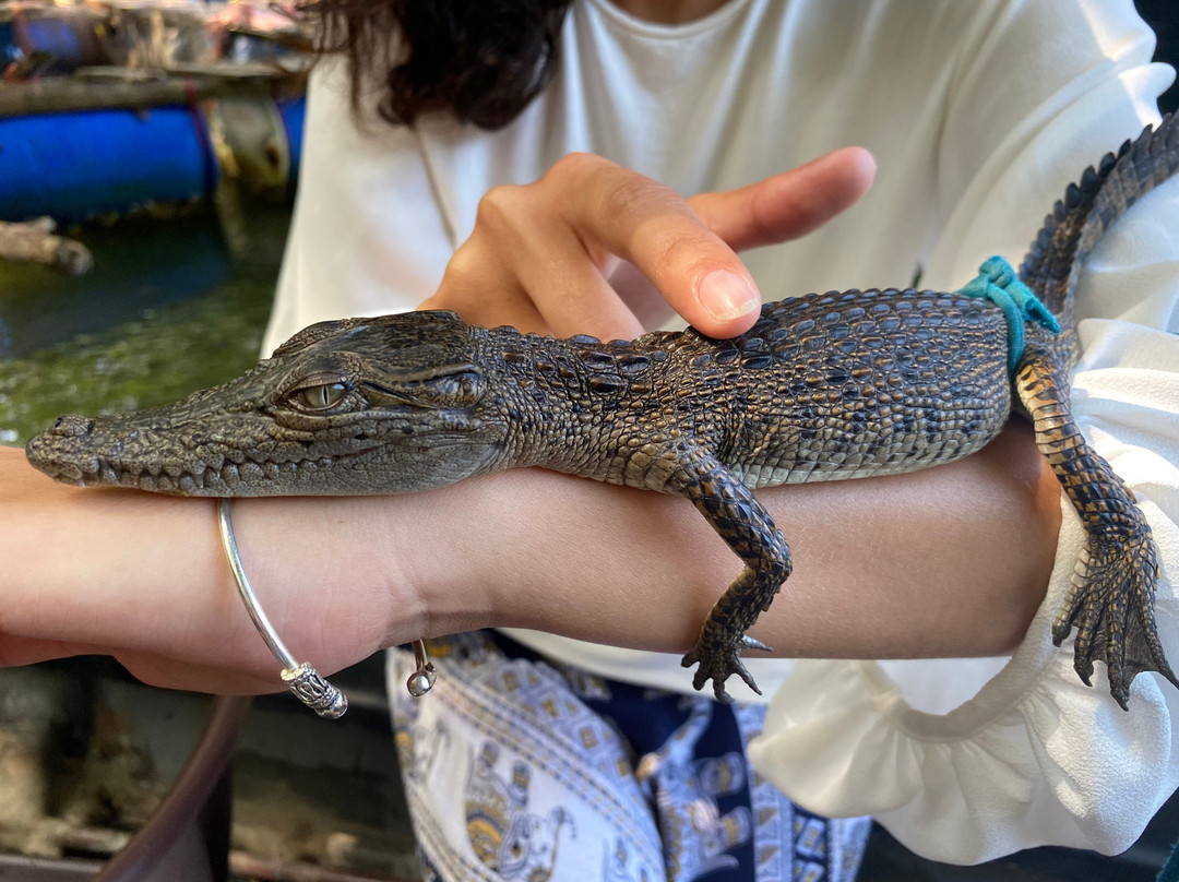 Sky Ferns Tours-加勒必去景点