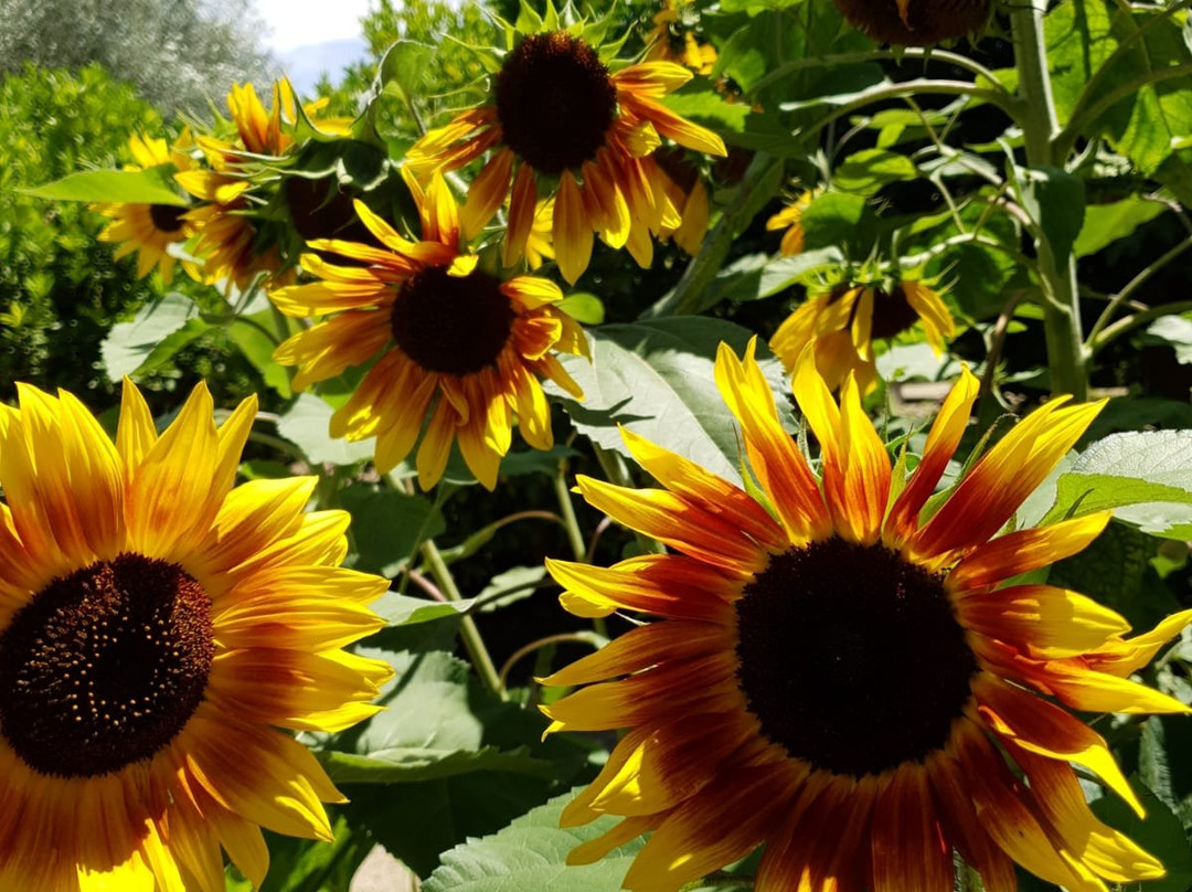 Alowyn Gardens-亚拉格林必去景点