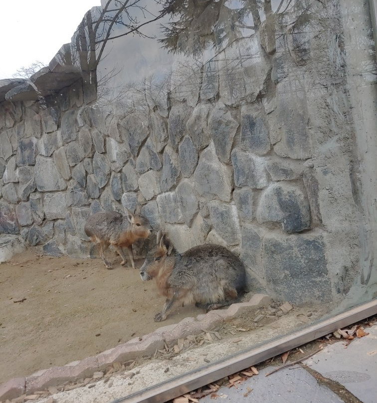 Jeonju Zoo-全州市必去景点