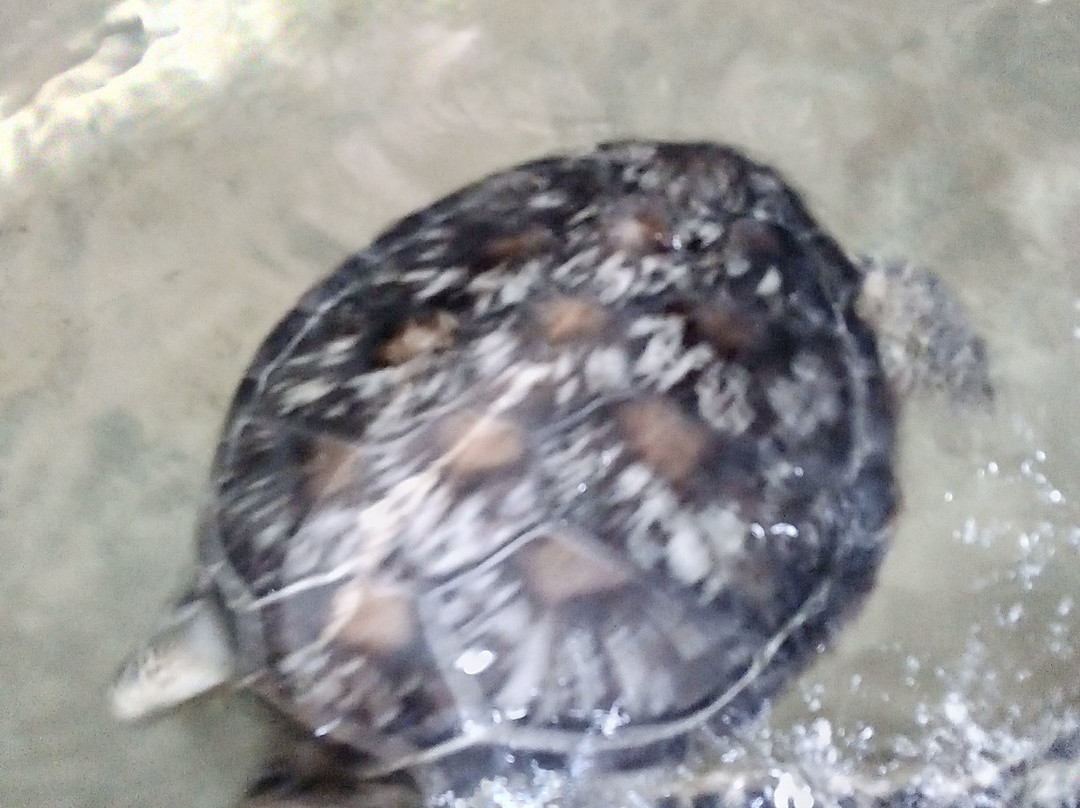 Panther Tours Sri Lanka-唐卡拉必去景点