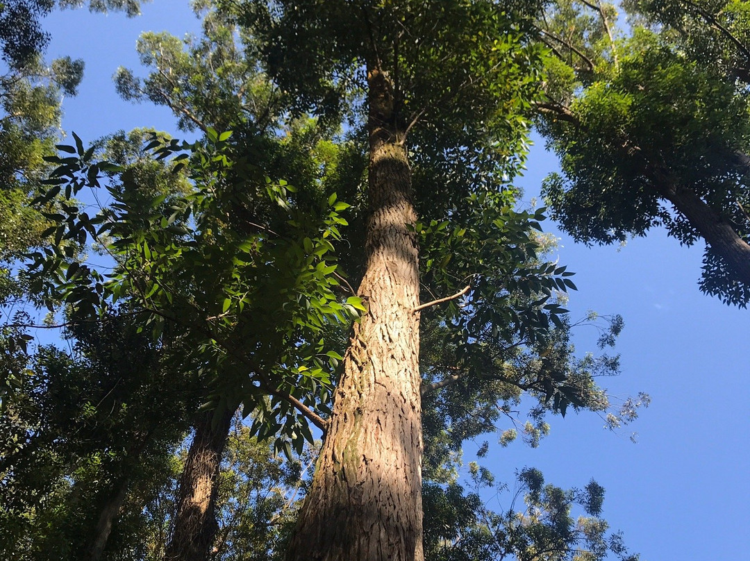 Parque municipal de Maceio景点图片