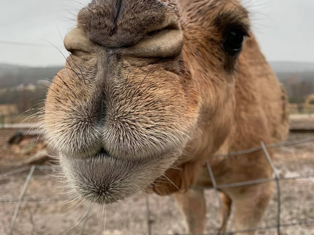 Where Pigs Fly Farm & Pigs Aloft Museum-Linn必去景点