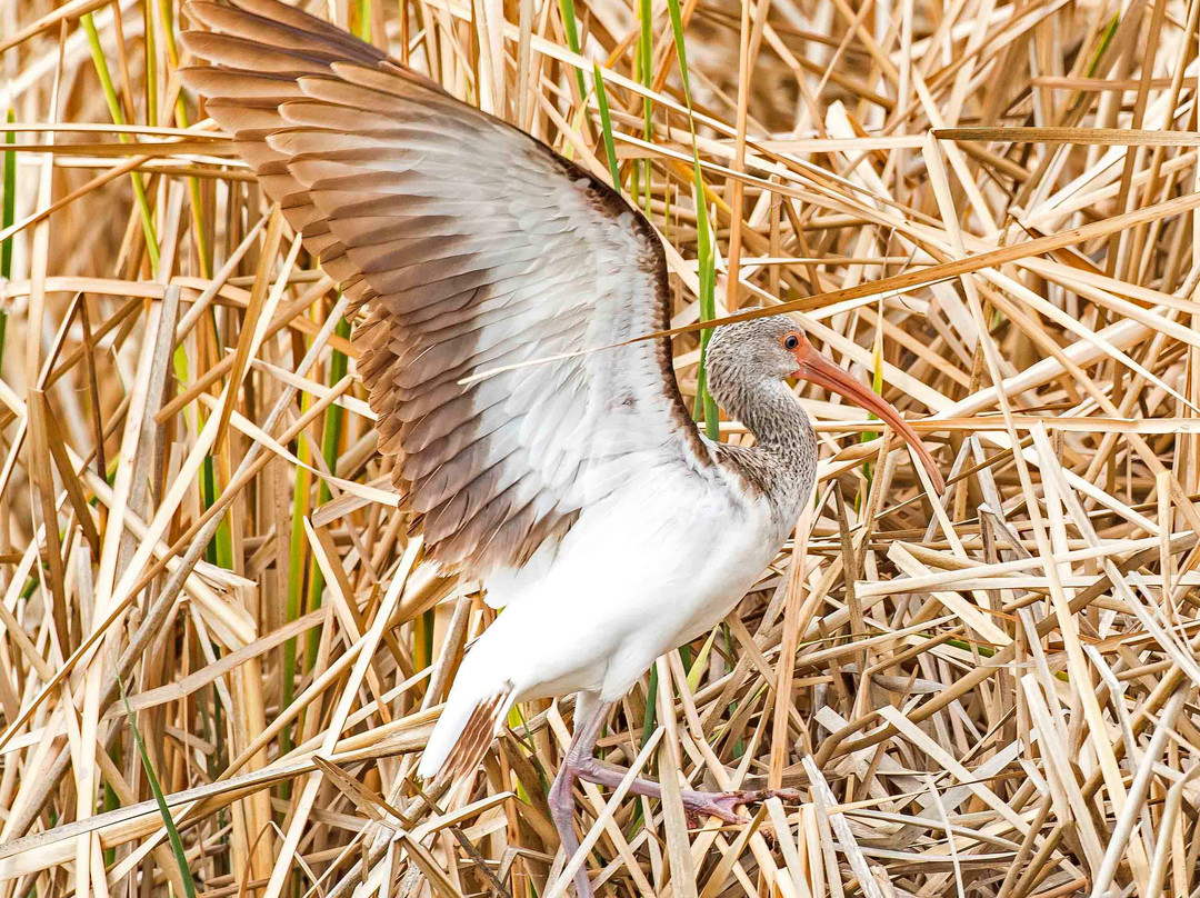 South Padre Island Convention Centre-南帕诸岛必去景点