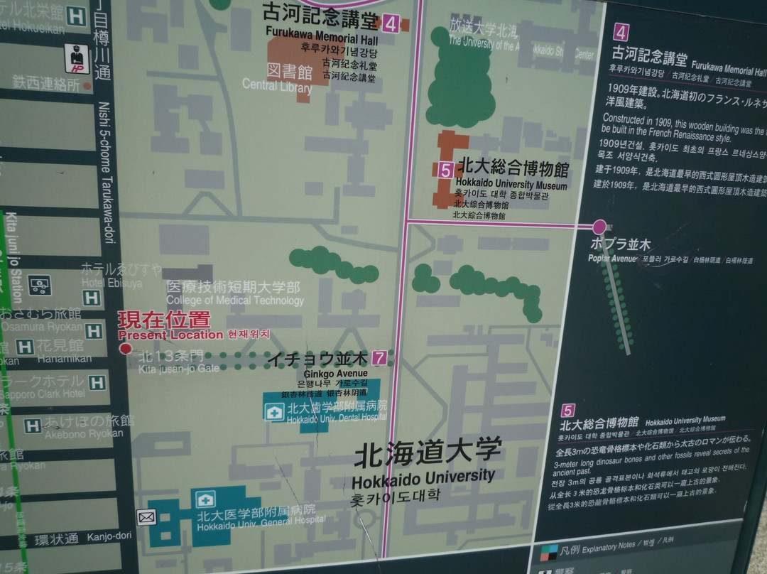 Hokkaido University Gingko Trees-札幌市必去景点