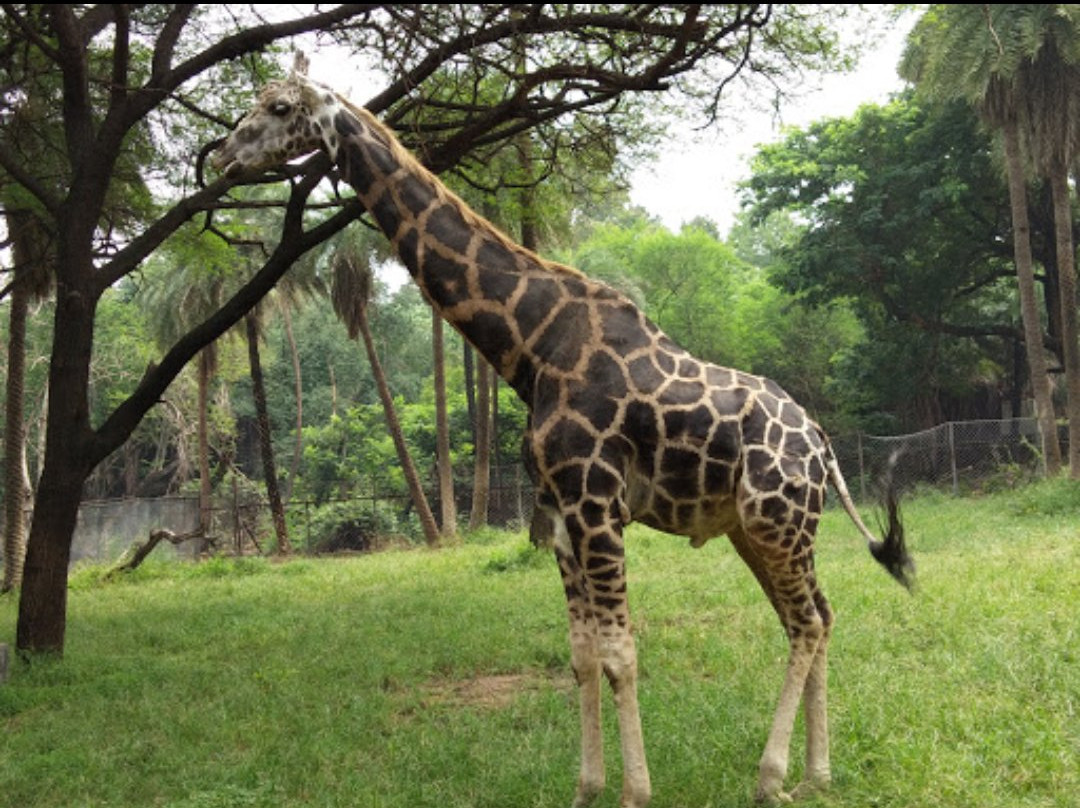 Nehru Zoological Park景点图片