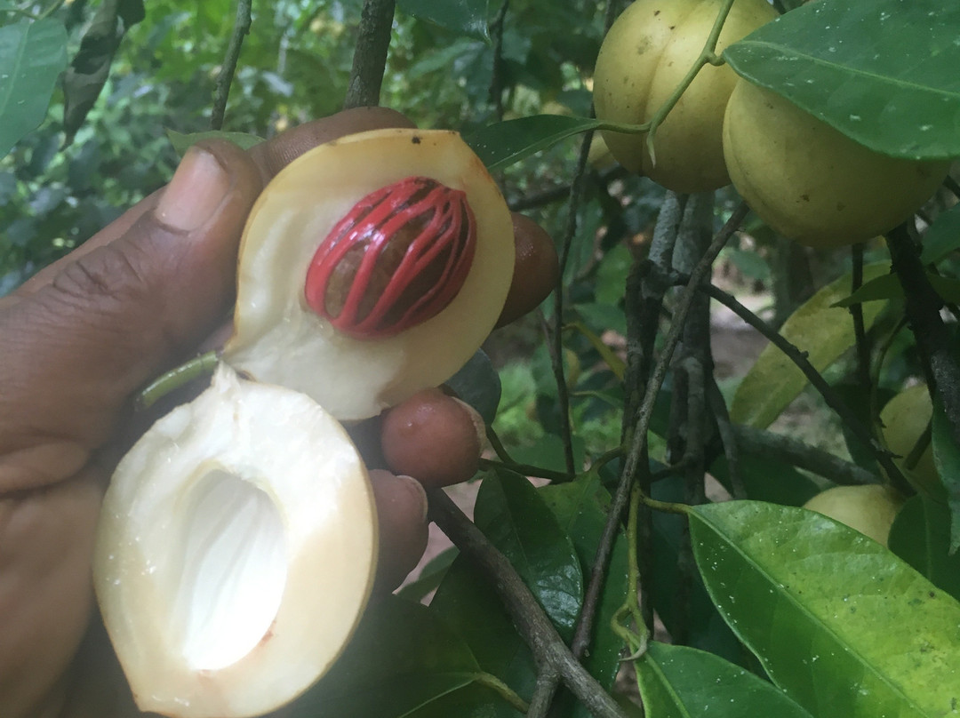 Bike Zanzibar-江比阿尼必去景点