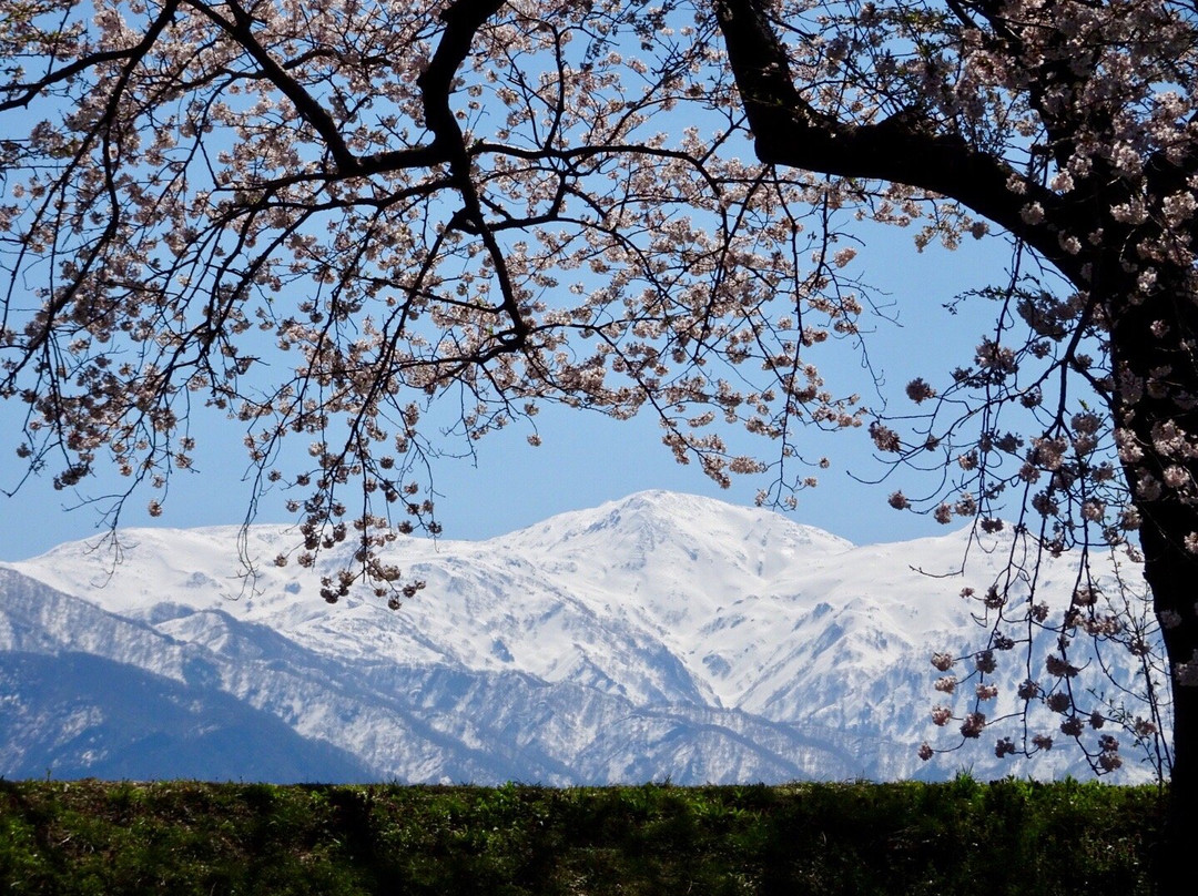 Funagawa Berisakura Namiki景点图片