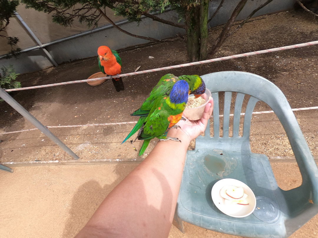 Canberra Walk in Aviary景点图片