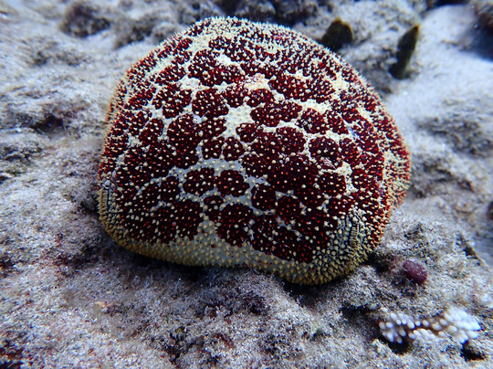 Banyan Tree Divers Maui-拉海纳必去景点