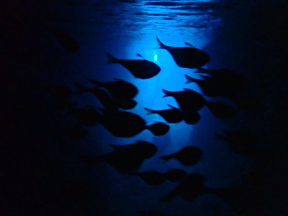 Diving Shop Natural Blue-读谷村必去景点