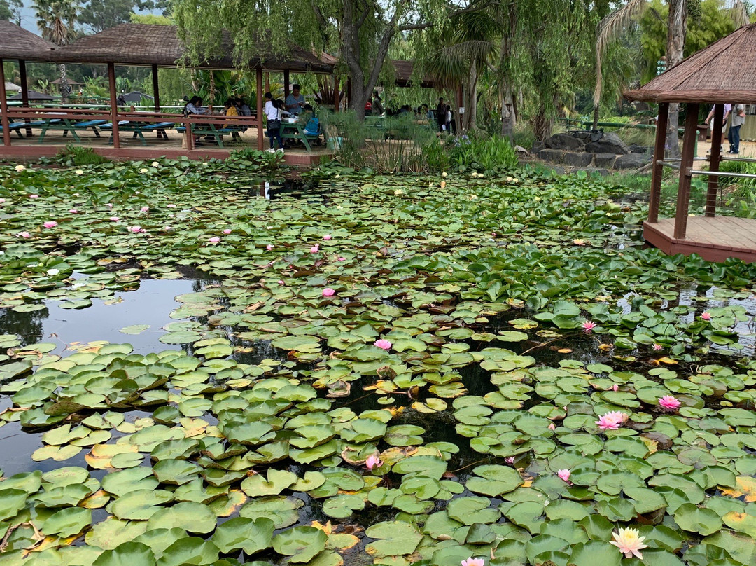 Blue Lotus Water Garden景点图片