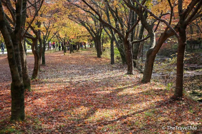 Naejangsan National Park-淳昌郡必去景点