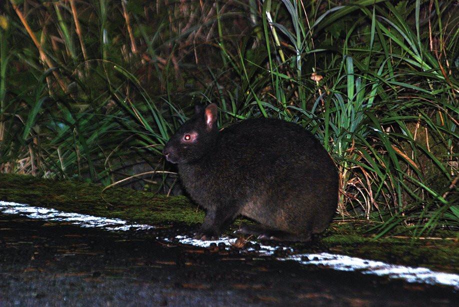 Amamigunto National Park-奄美市必去景点