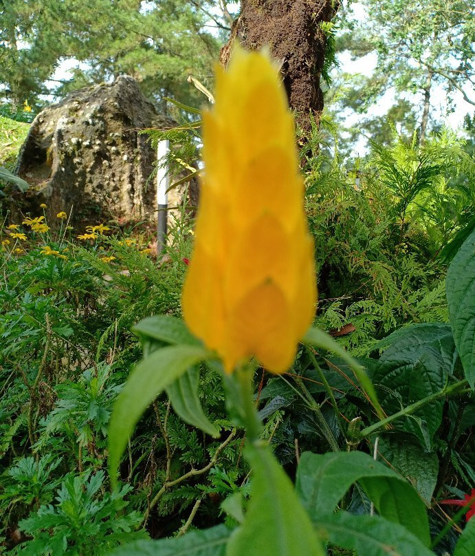 Bukit Larut景点图片