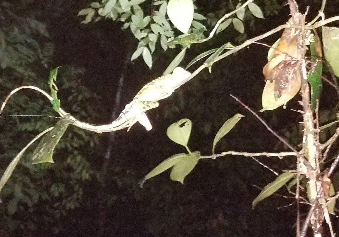 库巴国家公园-古晋必去景点