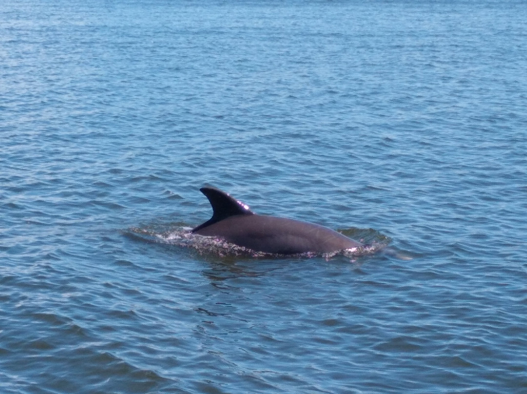 Dolphin Quest景点图片
